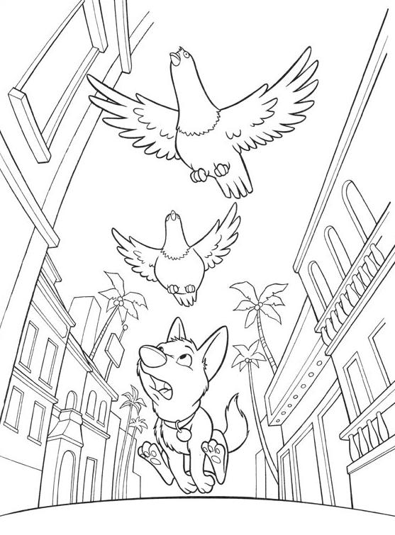 coloriage volt suit les pigeons